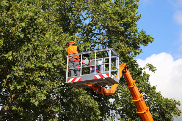 Zephyrhills South, FL Tree Removal and Landscaping Services Company